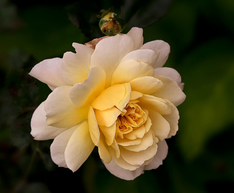 English roses austin-roses my garden roses
