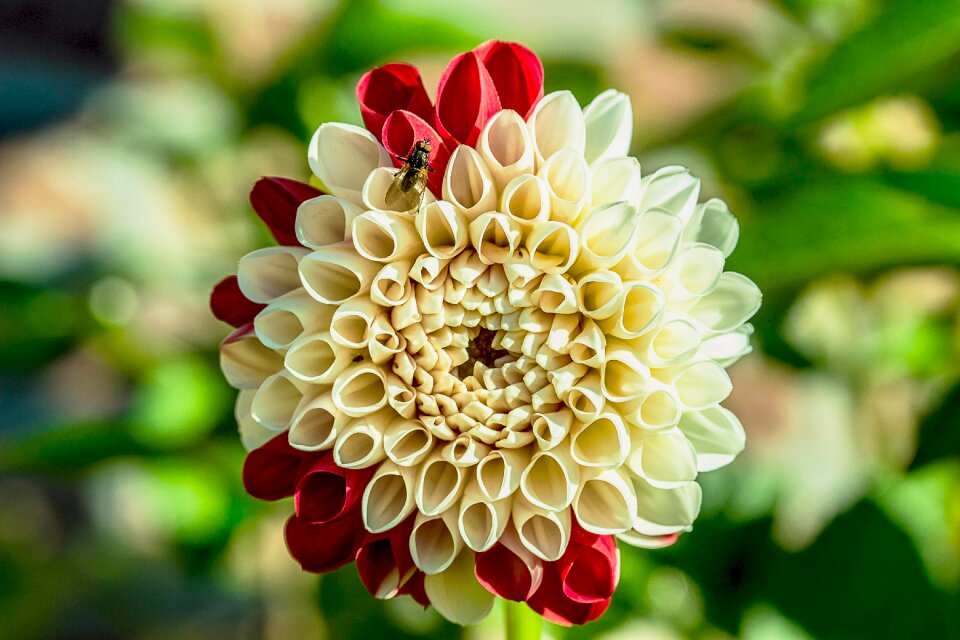 Dahlia garden blossom bloom