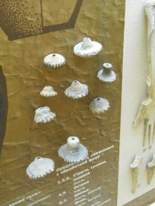 Smolensk Historical Museum - 0058