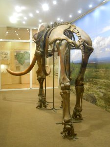 Smolensk Historical Museum - 0046