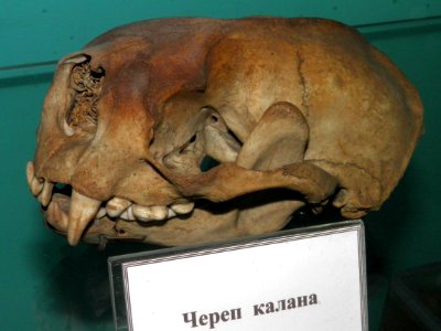 Skull of Enhydra lutris 2