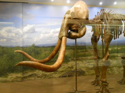 Smolensk Historical Museum - 0043