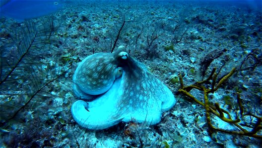 Octopus diving deep sea
