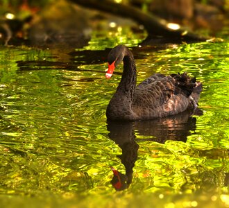 Animal bird water bird photo