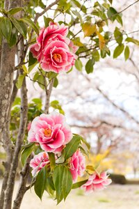Spring japan red