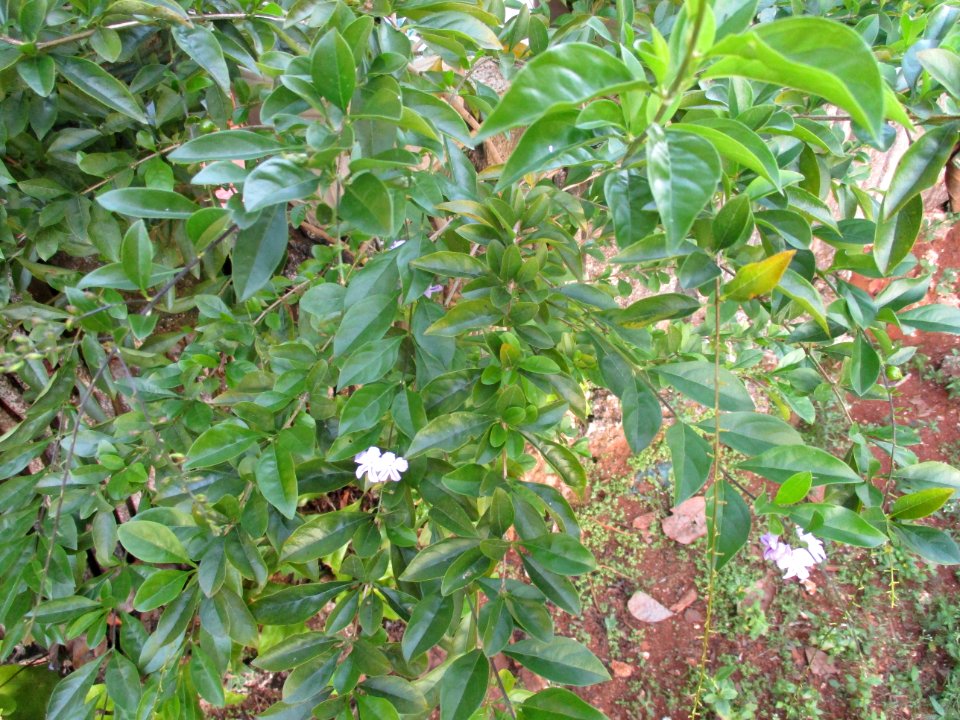 Skyflower (Duranta erecta) habit