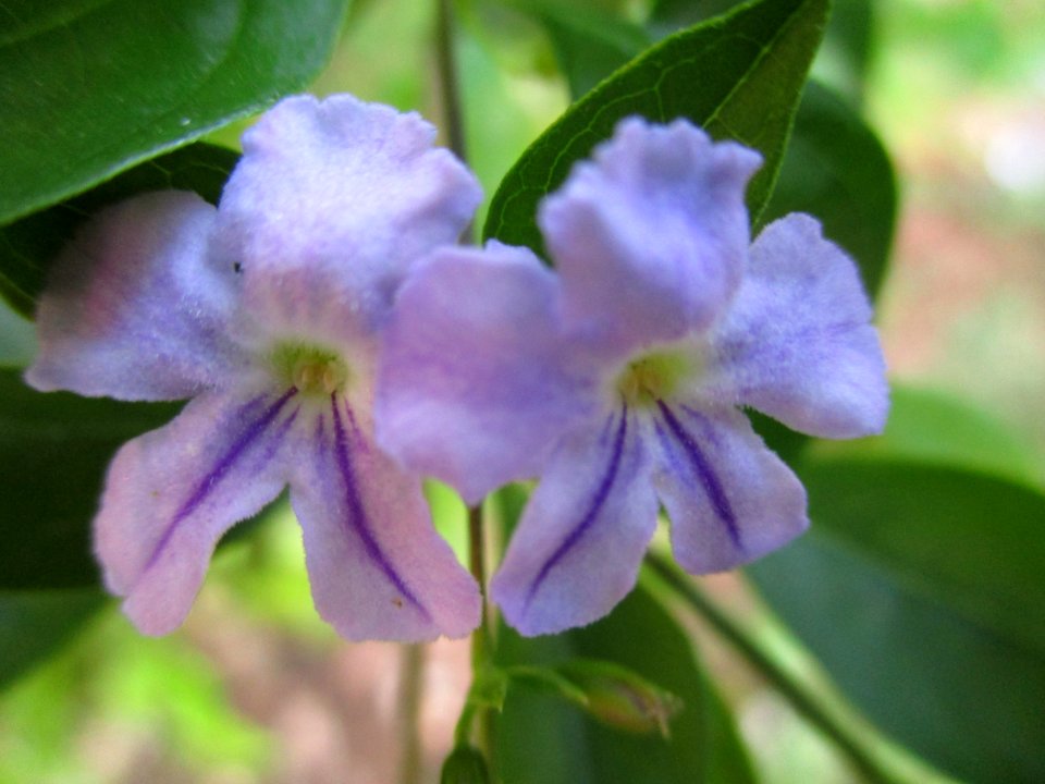 Skyflower (Duranta erecta) flowers