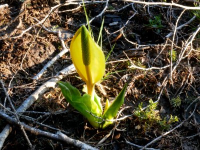 Skunk Cabbage sprouting in the Tsimpsean Peninsula