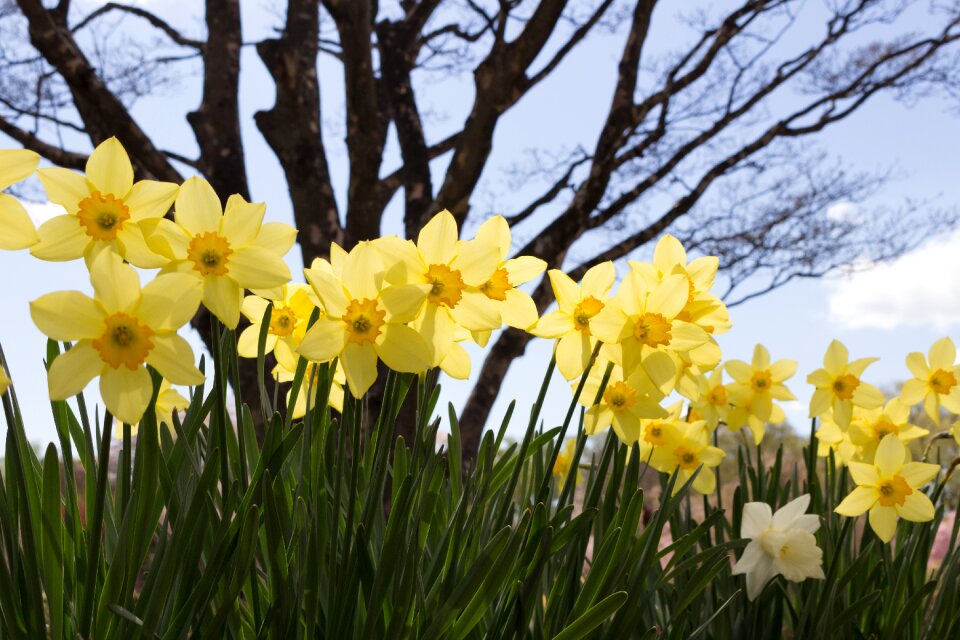 Spring japan yellow flowers