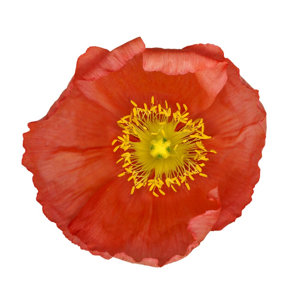 Poppy flower pistil