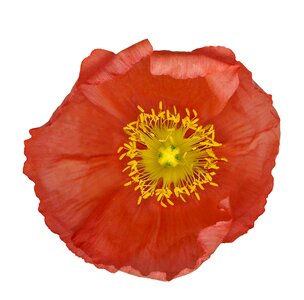 Poppy flower pistil