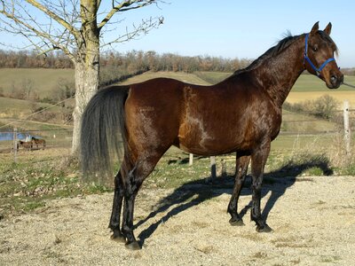Horses horse breeding profile
