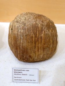 Skolithos linearis - Naturhistorisches Museum, Braunschweig, Germany - DSC05243