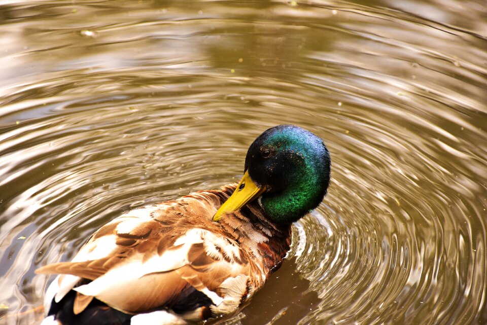 Bird colorful pond