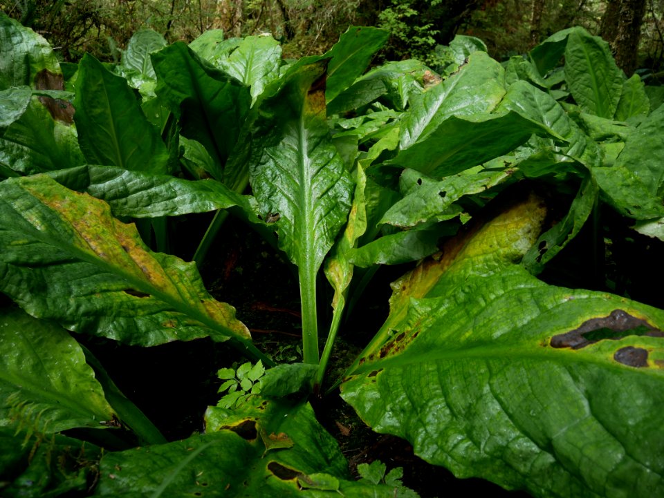 Skunk Cabbages on Kaien Island