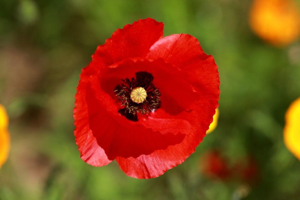 Nature fleurs des champs red