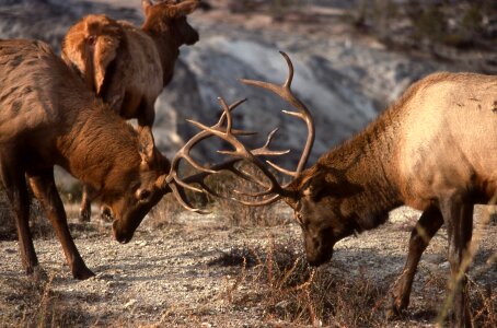 Nature outdoors wilderness photo