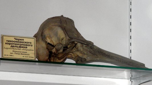 Skull of Lagenorhynchus obliquidens