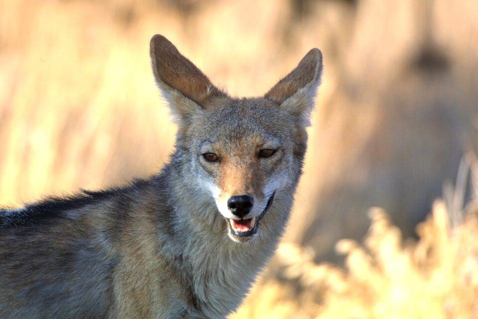 Park wild canine photo