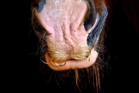 Close up animal animal world