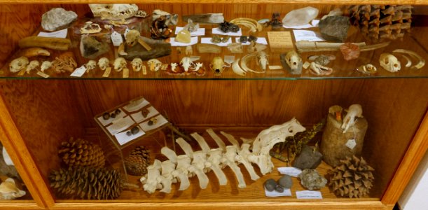 Skulls, bones, pineconse, and minerals - Mount Angel Abbey Museum - Mount Angel Abbey - Mount Angel, Oregon - DSC00019 photo