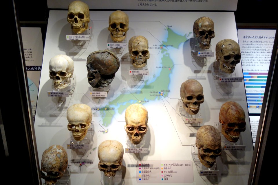 Skulls - National Museum of Nature and Science, Tokyo - DSC07109