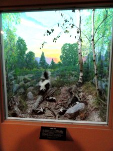 Skunk diorama - Springfield Science Museum - Springfield, MA - DSC03422