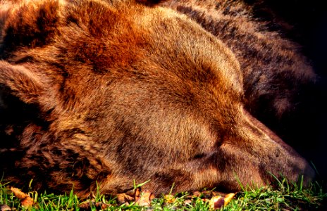 Sleeping Beauty (181455887)