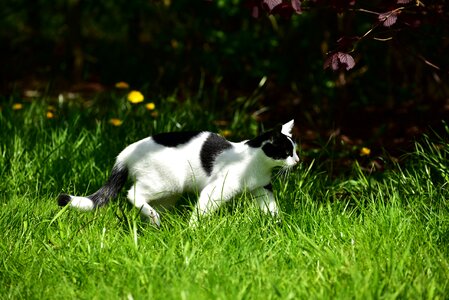 Shadow sneak domestic cat