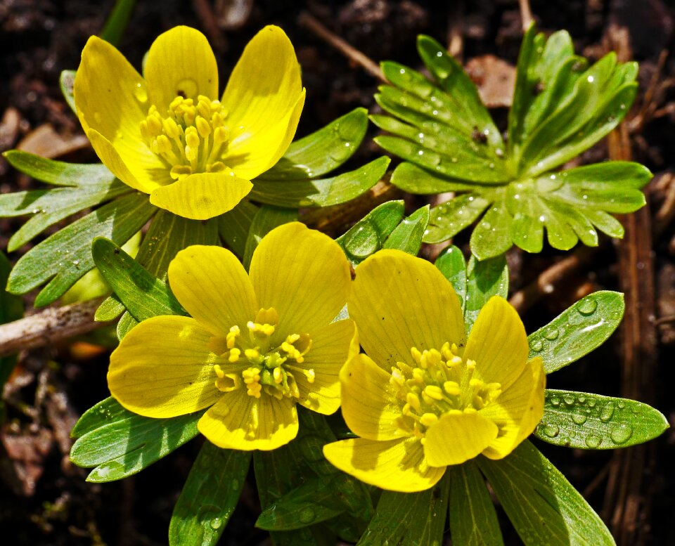 Signs of spring early bloomer early spring