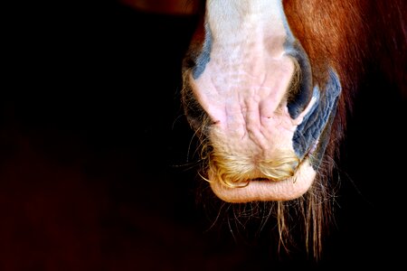 Close up animal horse photo