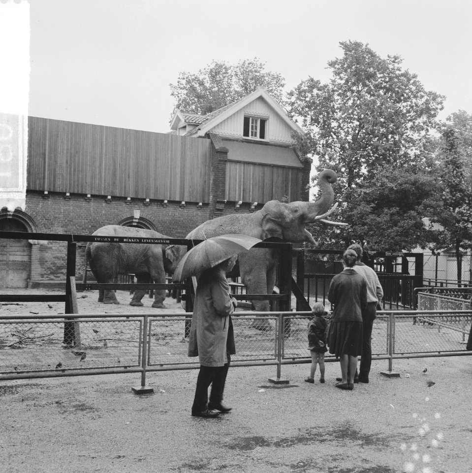 Slecht weer, mensen in regenkleding gehuld bij de olifant, Bestanddeelnr 918-0181
