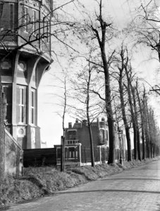 Slecht gesnoeide bomen, Bestanddeelnr 192-0696