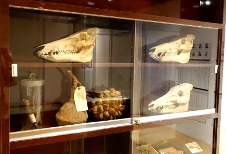Skulls etc. - Food and Agriculture Museum - Setagaya, Tokyo, Japan - DSC09699