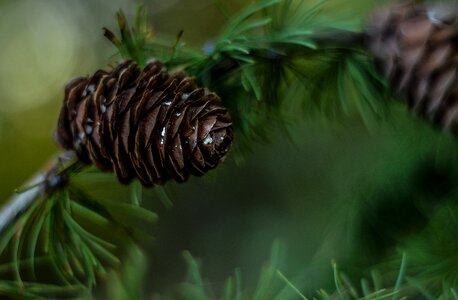 Coniferous nature pine