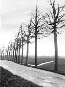 Slecht gesnoeide bomen, Bestanddeelnr 192-0697