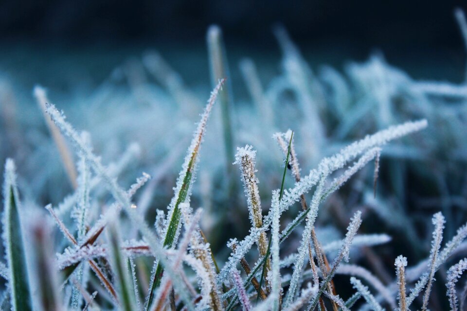 Frozen winter ice