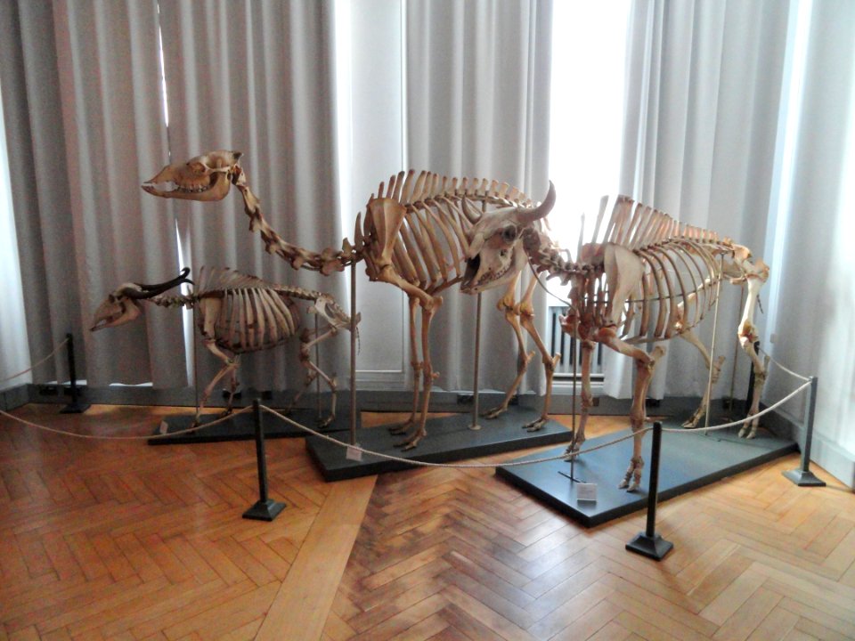 Skeletons - Finnish Museum of Natural History - DSC04501