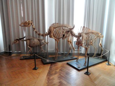Skeletons - Finnish Museum of Natural History - DSC04501