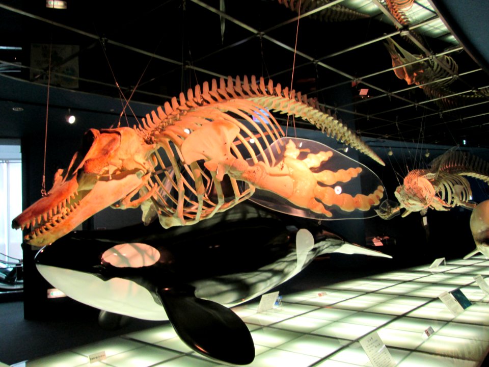 Skeleton models at the Port of Nagoya Public Aquarium 1