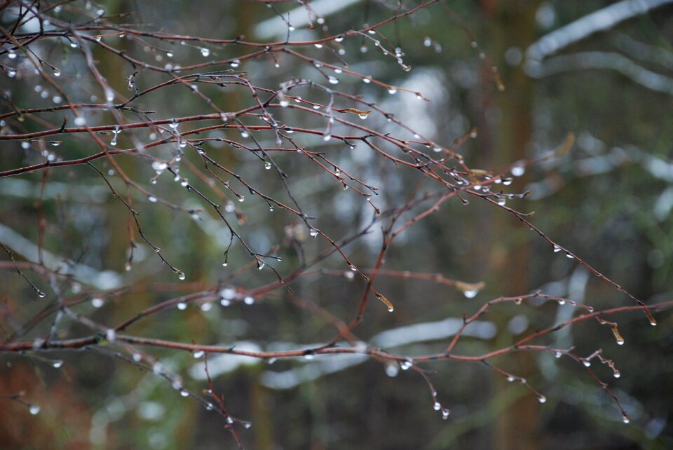 Forest rain drop of water