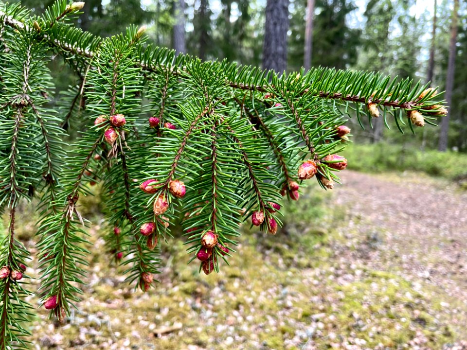 Skirtorpssjön gran