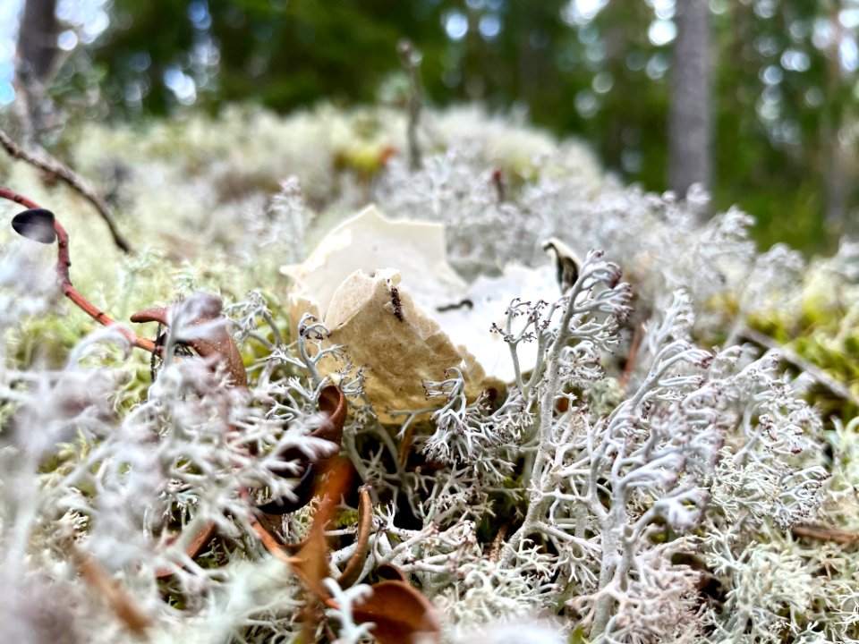 Skirtorpssjön äggskal renlav