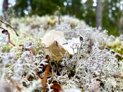 Skirtorpssjön äggskal renlav