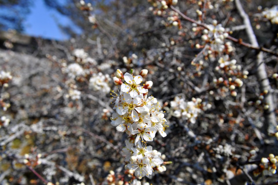 Slån - Stendörrens naturreservat