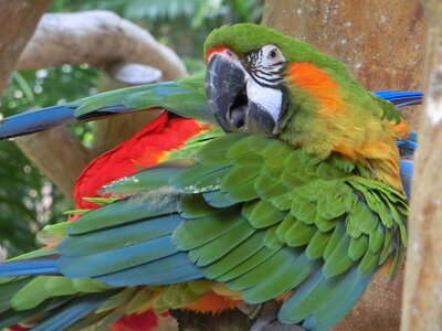 Singapore bird park tropical colourful