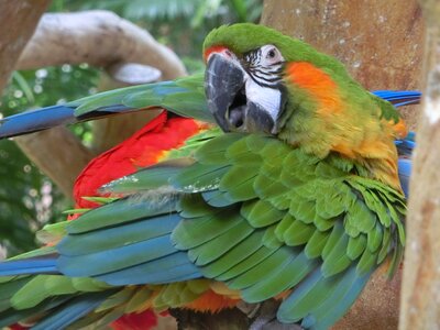 Singapore bird park tropical colourful photo