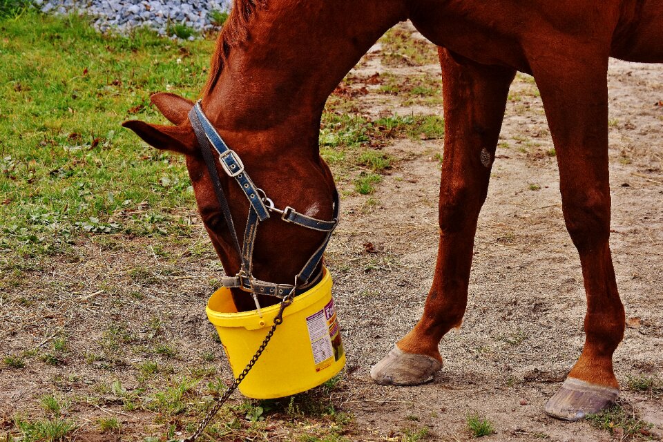 Brown horse head animal