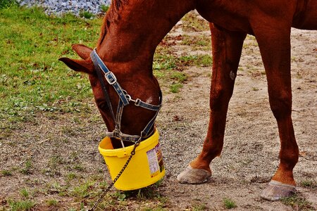 Brown horse head animal
