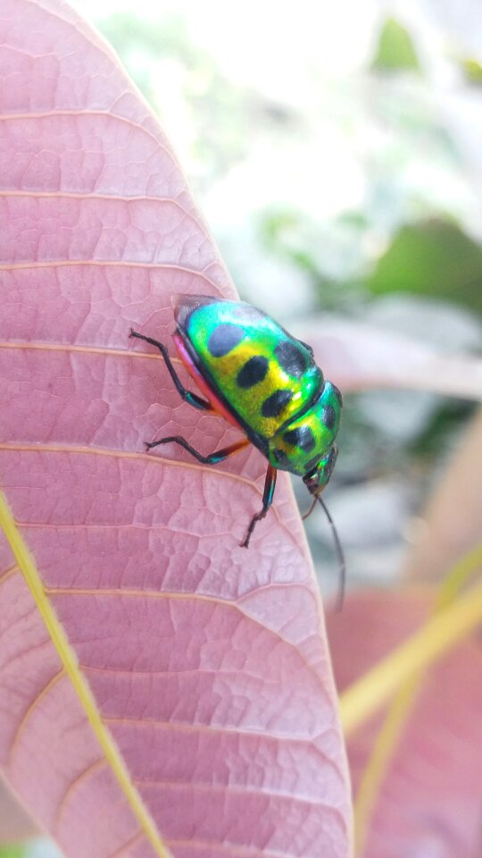 Bug pest plant